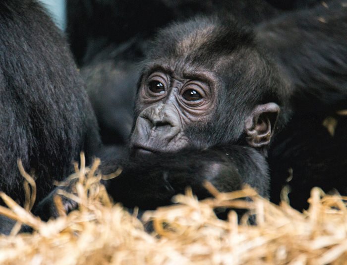 Baby gorilla at Blackpool Zoo