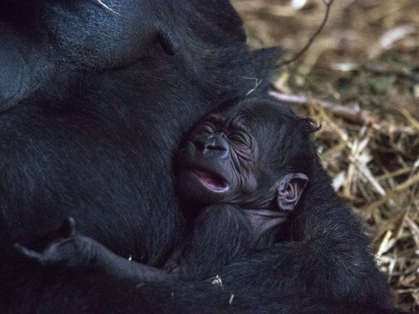 Baby Gorilla with its mother