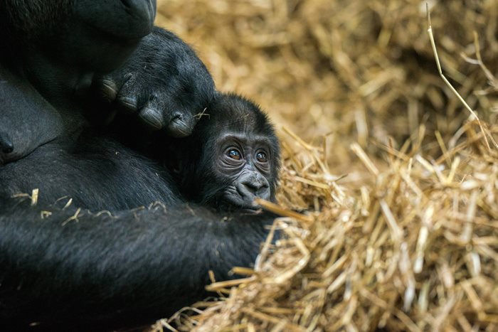 Baby Gorilla at Blackpool Zoo