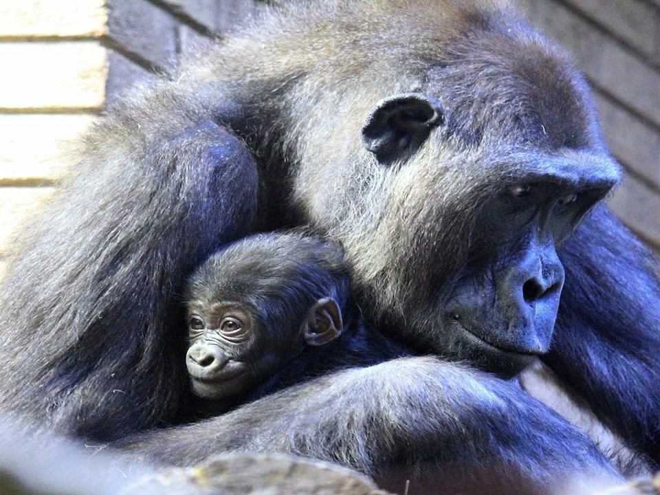 Main image for Bring your bubble to meet Blackpool Zoo’s bubbles! article