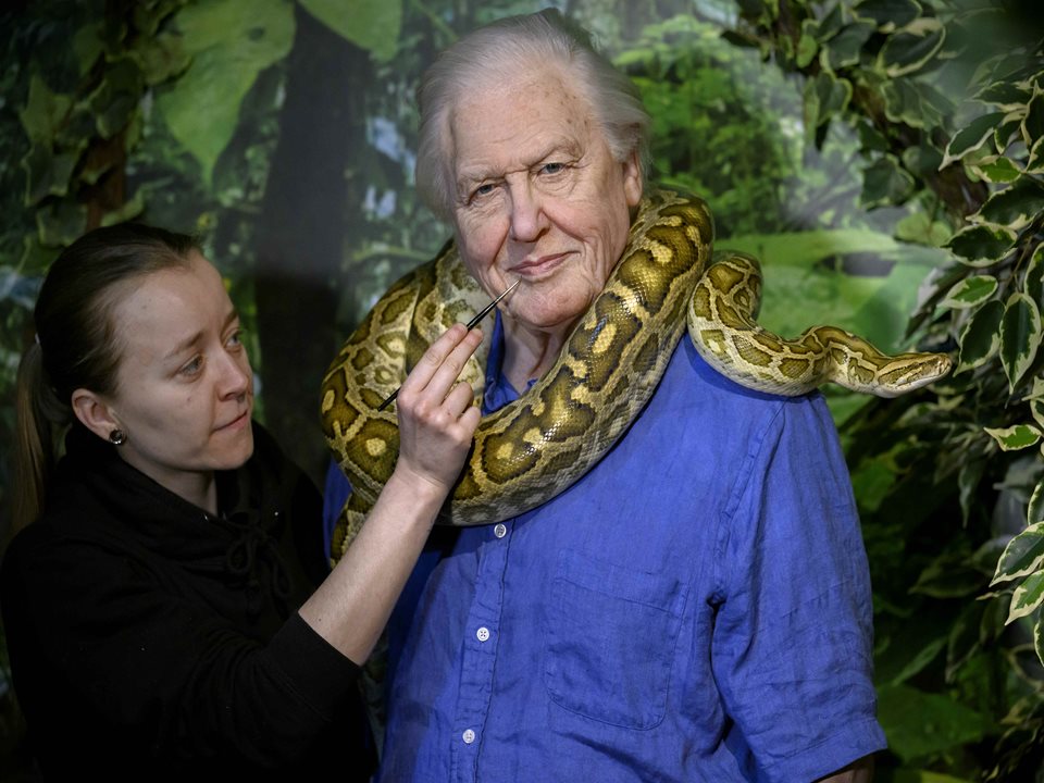 Main image for Sir David Attenborough Launches at Madame Tussauds article