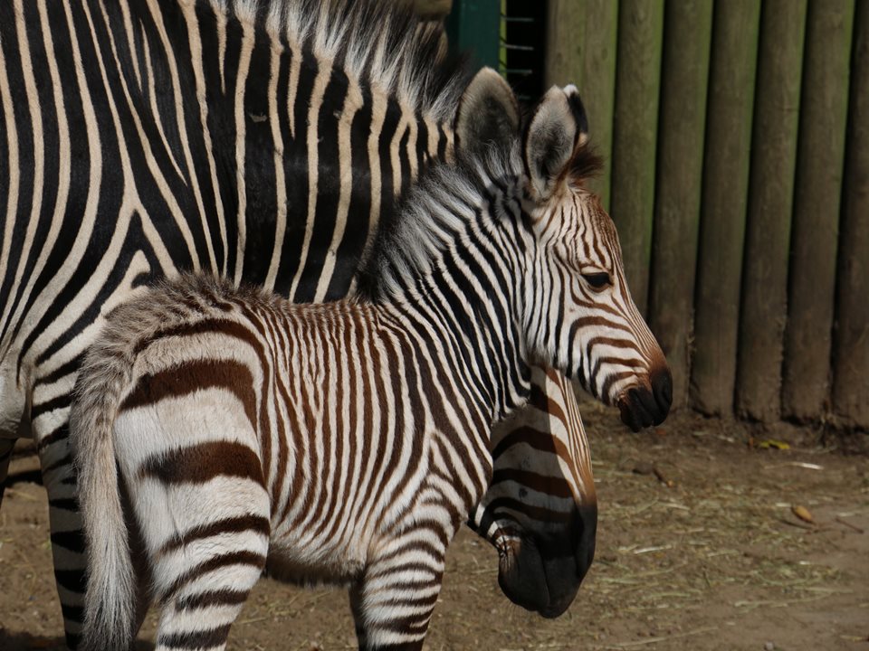 Main image for Miracle star - with stripes - makes zoo debut! article