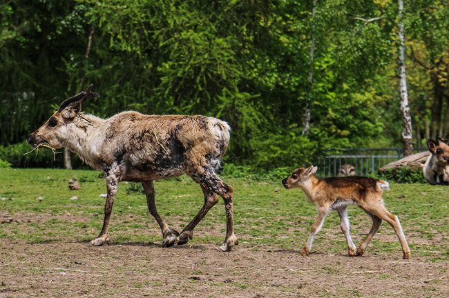 Reindeers at Blackpool Zoo