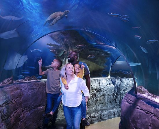 ocean tunnel sea life blackpool