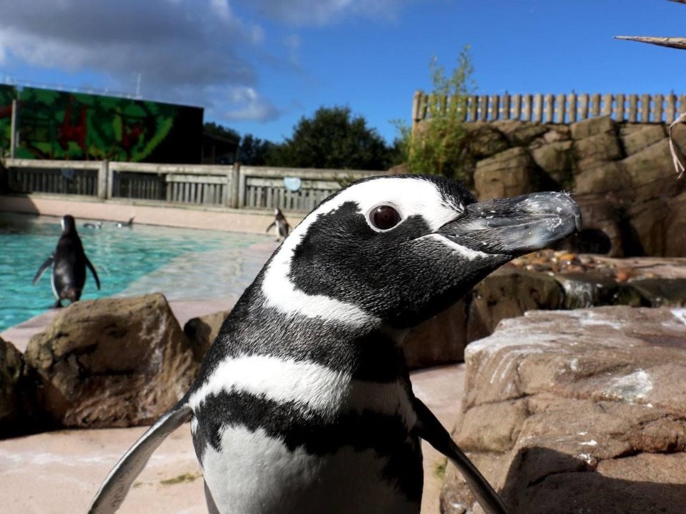 Main image for Penguins at Blackpool Zoo article