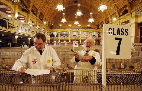 Main image for Thousands of pigeon enthusiasts set to flock to the resort for the Annual British Homing World Show of the Year article