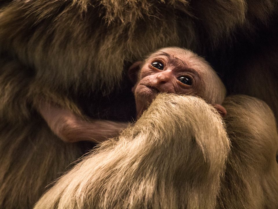 Main image for Anniversary Year ends on a Mammoth High at Blackpool Zoo! article