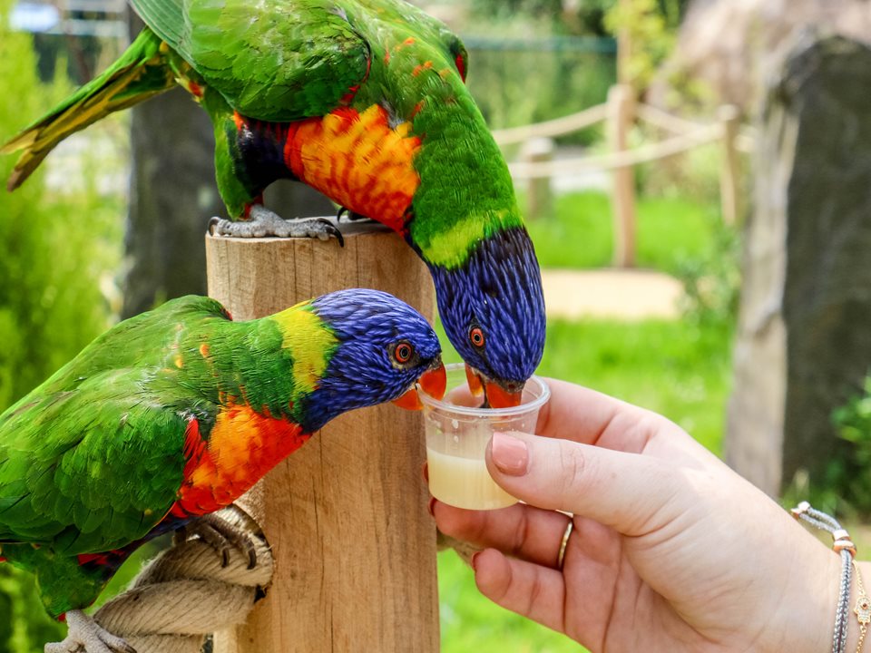 Main image for Visitors to Blackpool Zoo have been flocking to see its new Rainbow Landings attraction!  article