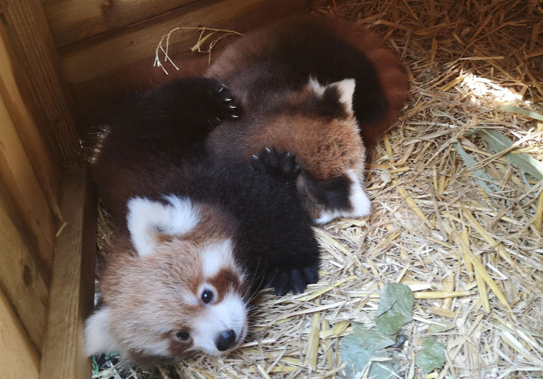 Main image for Red Panda Cubs at Blackpool Zoo article