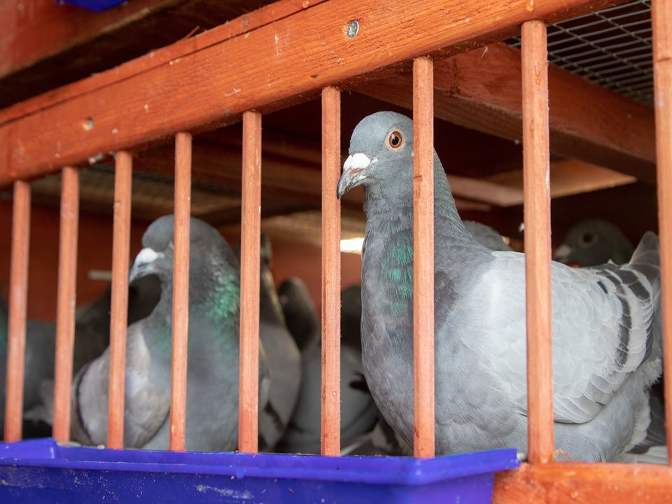 Main image for 25,000 Pigeon Fanciers Flock to the Royal Pigeon Racing Association's 47th Show! article