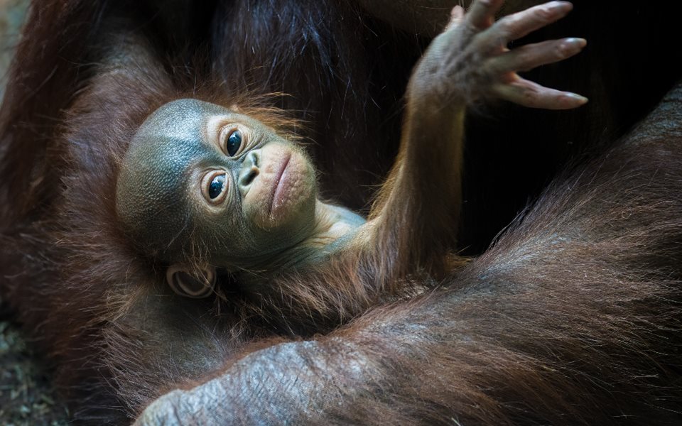 Main image for Baby orangutan named at Blackpool Zoo article