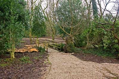 Salisbury Woodland