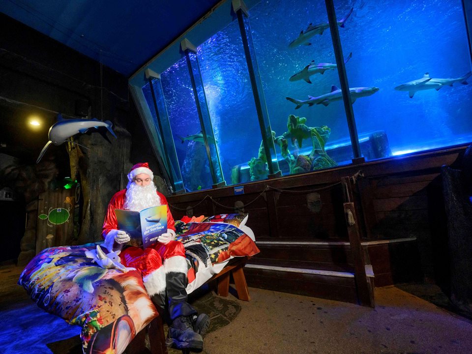 Main image for SEA LIFE Blackpool On Christmas Day article