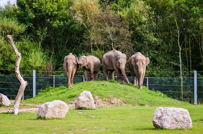 Elephants at Blackpool Zoo