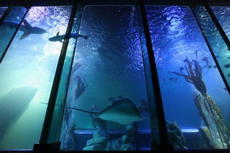 Main image for What to expect from your visit to SEA LIFE Blackpool article