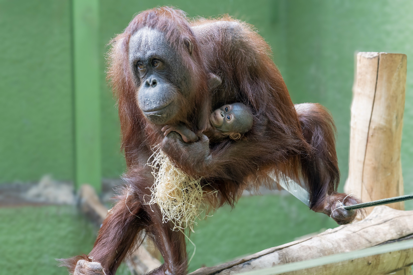 Main image for Blackpool born critically endangered orangutan welcomes first baby article