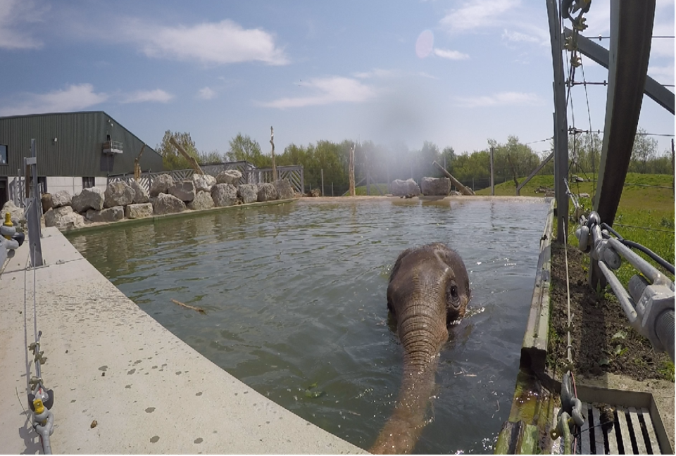 Main image for Swimming ‘trunks’ at the ready at Blackpool Zoo! article