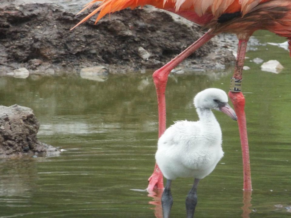 Main image for Blackpool Zoo welcomes flamingo chick article