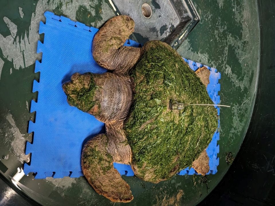 Main image for Rescued Loggerhead Turtle article