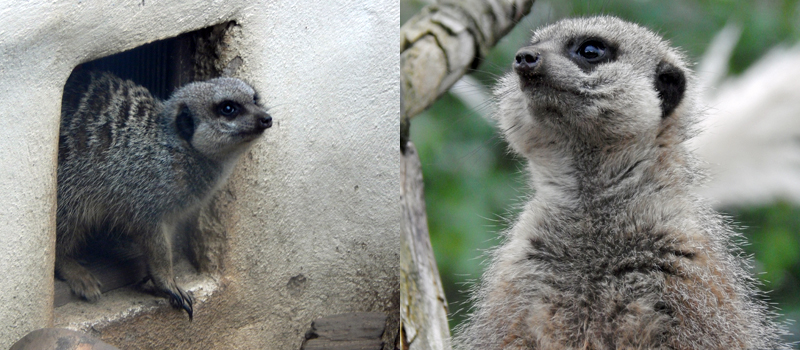 Meerkats at Blackpool Zoo