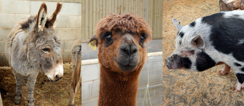 Farm animals at Blackpool Zoo