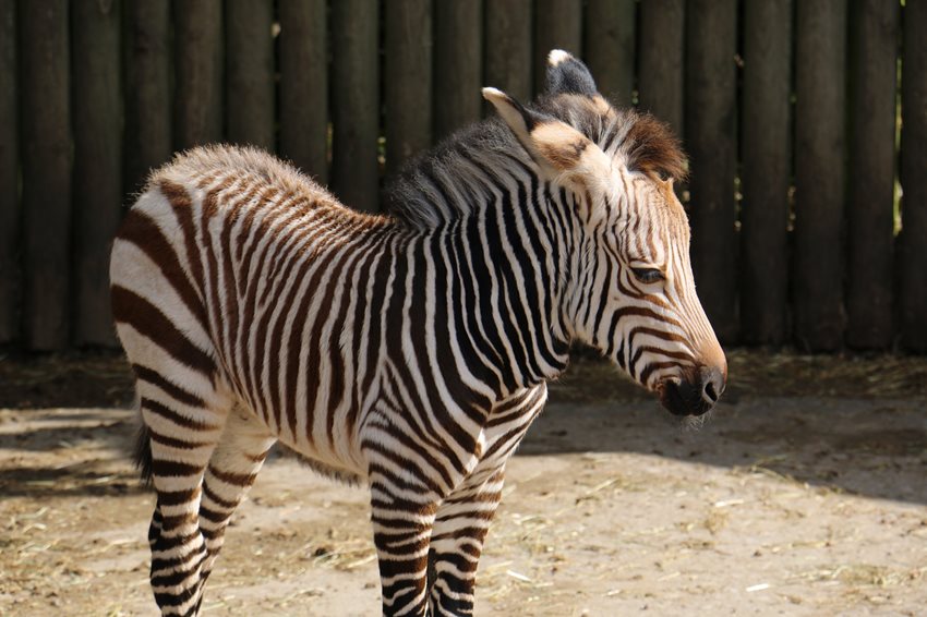 Zebra at Blackpool Zoo