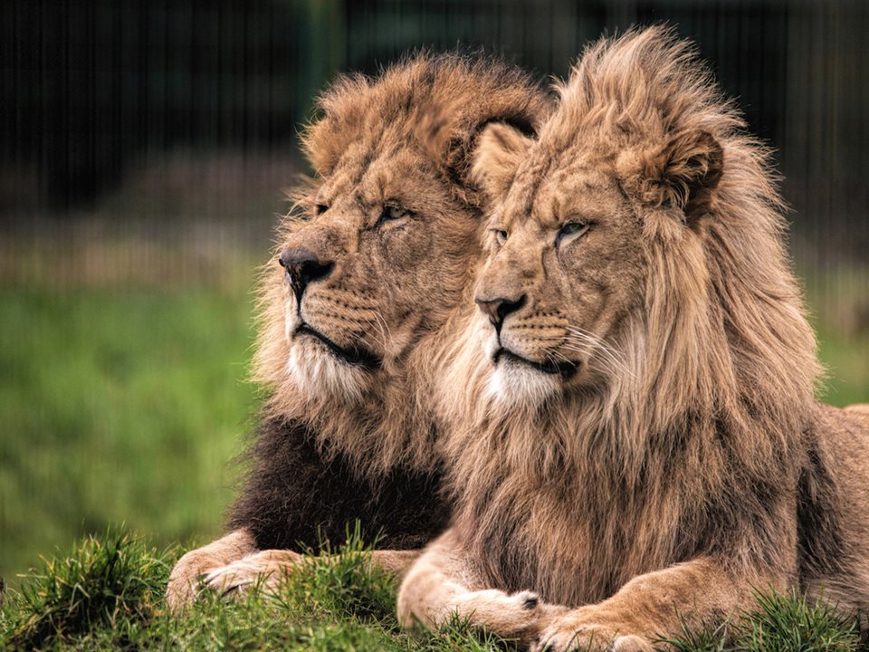 Main image for Blackpool Zoo Big Cat House article