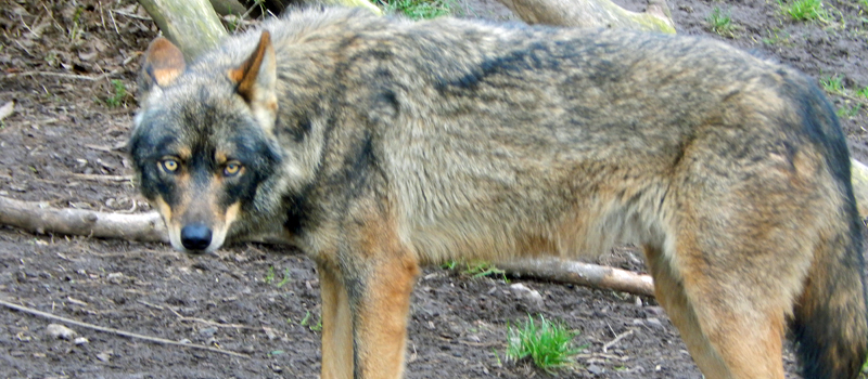 Wolf at Blackpool Zoo