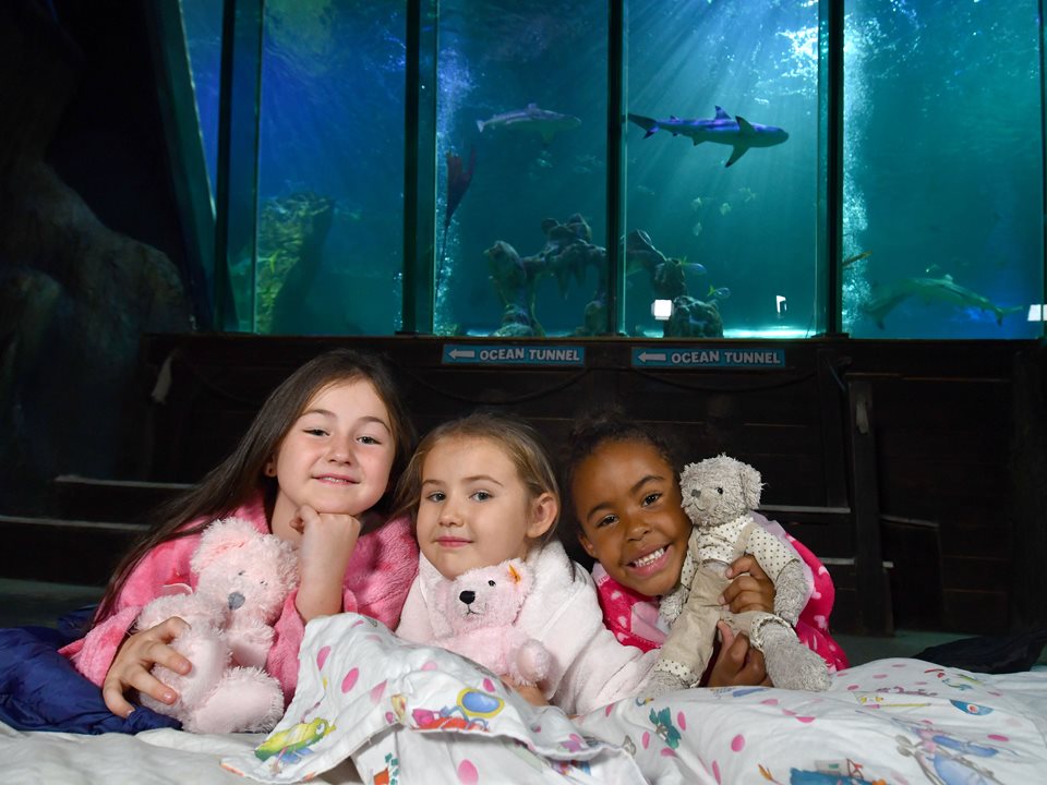 Main image for 'Sleeping with the Fishes' at SEA LIFE Blackpool article