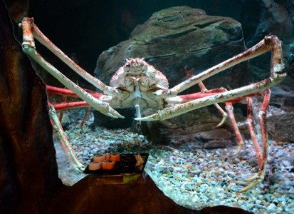 Main image for Big Daddy ‘crabs’ a World Record article