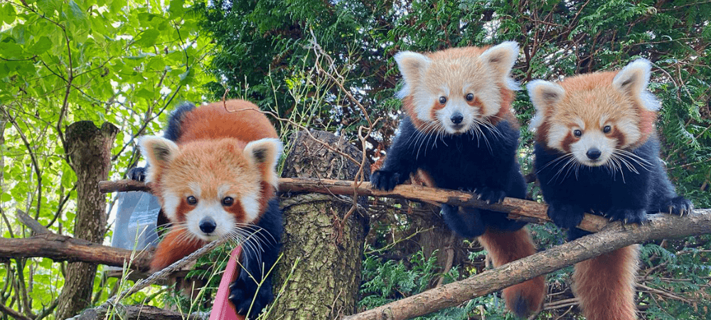 red pandas blackpool zoo