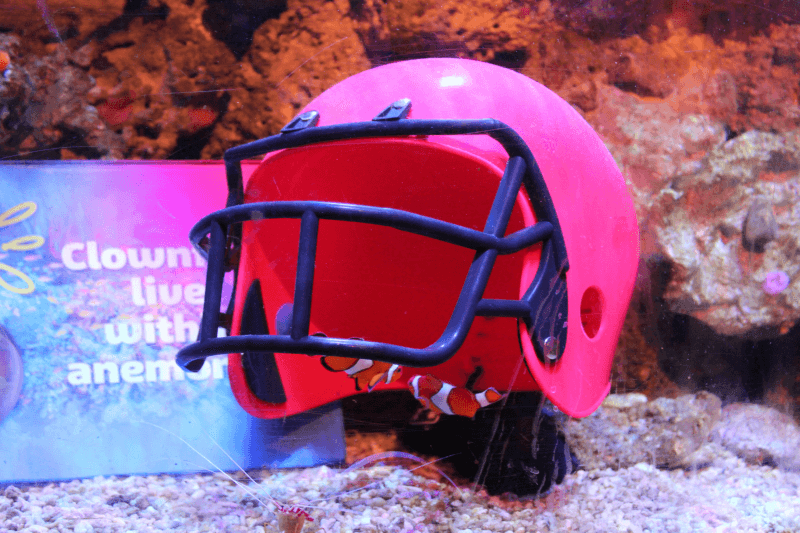 Main image for Touchdown at SEA LIFE for the Super Fish Bowl article